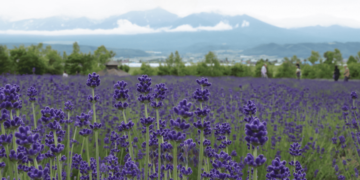 Tour Nhật Hokkaido Mùa Hè Rực Rỡ 2025