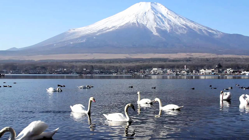 Du lịch Nhật  Nara – Tokyo Mùa Hoa Hè 2025